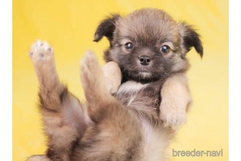 成約済の東京都のチワワ(ロングコート)-200303の5枚目